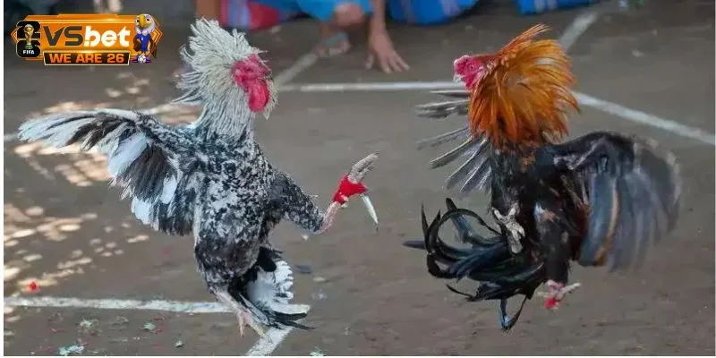 Xác định thắng thua trong đá gà Philippines